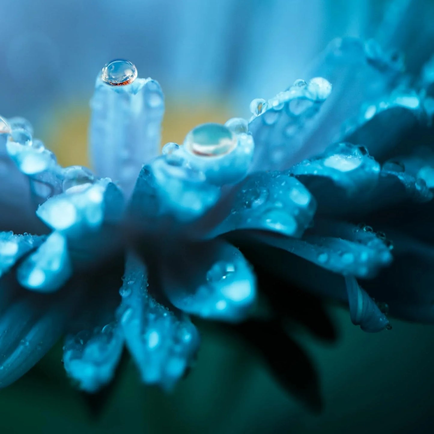 Lymphatic Drainage Drops